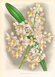 Cleisostoma Guiberti