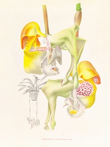 Coryanthes bungerothi 