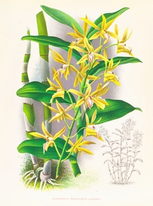 Dendrobium mirbelianum