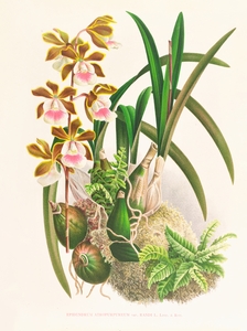 Epidendrum atropurpureum