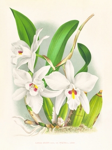 Laelia anceps var hyeana