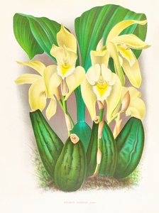 Lycaste costata