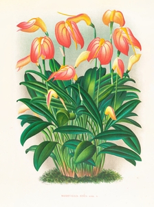 Masdevallia ignea