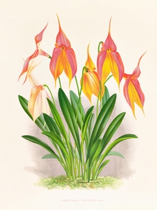 Masdevallia veitchiana 