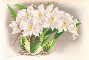 Odontoglossum alexandrae