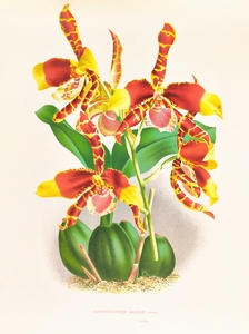 Odontoglossum grande