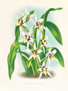 Odontoglossum maxillare
