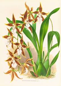 Odontoglossum nevadense