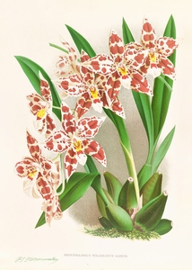 Odontoglossum wilckeanum albens