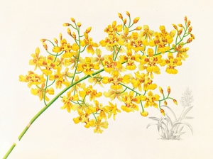 Oncidium aurosum