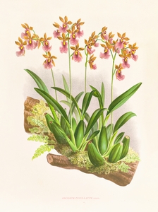 Oncidium cucullatum