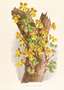 Oncidium Limminghei