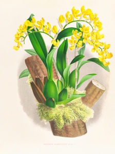 Oncidium warscewiczi