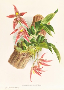 Paphinia Randi Paphinia Cristata