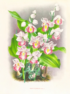 Phaius humbloti