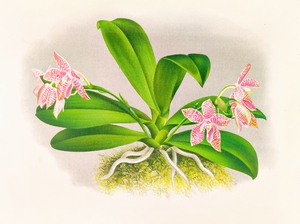 Phalaenopsis luddemanniana