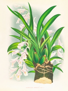 Rodriguezia refracta