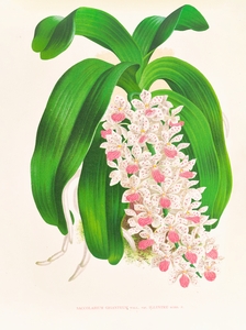 Saccolabium giganteum var illustre