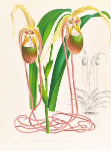 Selenipedium caudatum