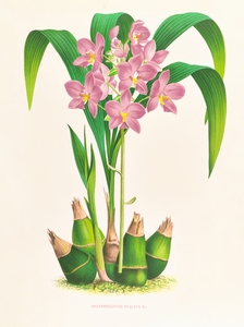 Spathoglottis plicata