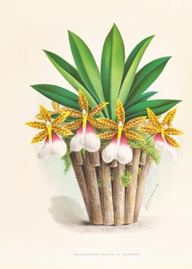 Trichocentrum Tigrinum