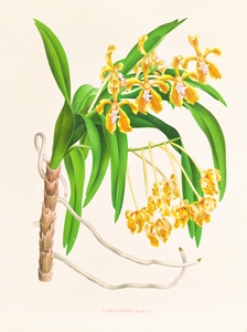 Vanda lindeni