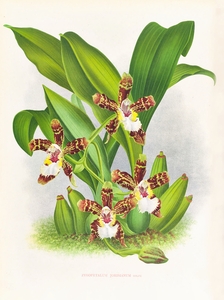 Zygopetalum jorisianum