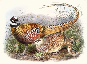Phasianus Reevesii. 1872