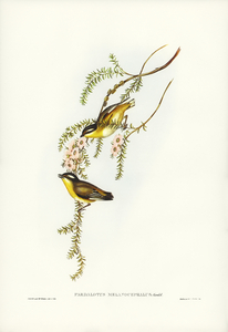 Black-headed Pardalote Pardalotus melanocephalus illustrated by Elizabeth Gould 1804–1841 for John Gould’s 1804-1881 Birds of Australia 