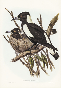 Piping Crow-Shrike Gymnorhina Tibicen illustrated by Elizabeth Gould 1804–1841 for John Gould’s 1804-1881 Birds of Australia 