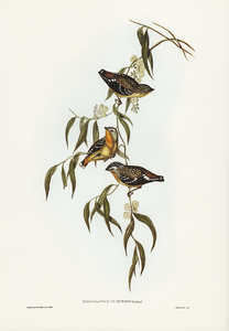 Spotted Pardalote Pardalotus punctatus illustrated by Elizabeth Gould 1804–1841 for John Gould’s 1804-1881 Birds of Australia 