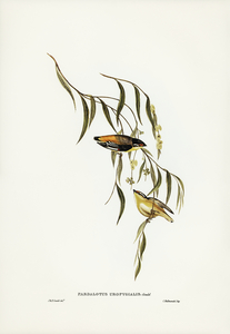 Yellow-rumped Pardalote Pardalotus uropygialis illustrated by Elizabeth Gould 1804–1841 for John Gould’s 1804-1881 Birds of Australia 