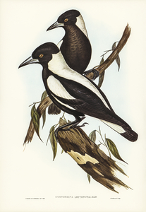 White-backed Crow-Shrike Gymnorhina leuconota illustrated by Elizabeth Gould 1804–1841 for John Gould’s 1804-1881 Birds of Australia 