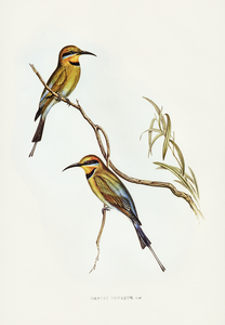 Australian Bee-eater Merops ornatus illustrated by Elizabeth Gould 1804–1841 for John Gould’s 1804-1881 Birds of Australia 