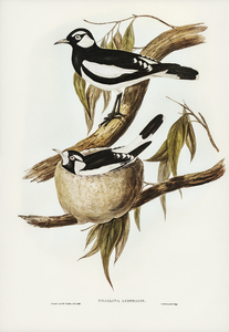 Pied Grallina Crallina Australis illustrated by Elizabeth Gould 1804–1841 for John Gould’s 1804-1881 Birds of Australia 