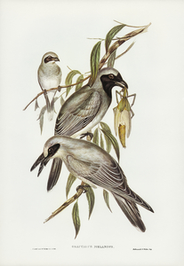 Black-faced cuckooshrike Graucalus melanops illustrated by Elizabeth Gould 1804–1841 for John Gould’s 1804-1881 Birds of Australia 