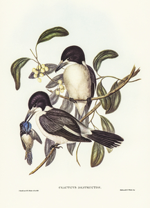 Butcher-Bird Cracticus destructor illustrated by Elizabeth Gould 1804–1841 for John Gould’s 1804-1881 Birds of Australia 