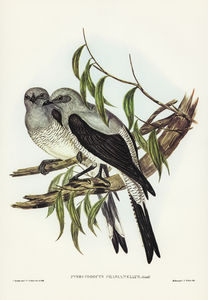 Ground Graucalus Pteropodocys Phasianella illustrated by Elizabeth Gould 1804–1841 for John Gould’s 1804-1881 Birds of Australia 