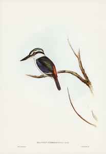 Red-backed Halcyon Halcyon pyrrhopygia illustrated by Elizabeth Gould 1804–1841 for John Gould’s 1804-1881 Birds of Australia 