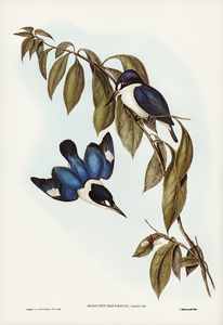 MacLeay’s Halcyon Halcyon MacLeayii illustrated by Elizabeth Gould 1804–1841 for John Gould’s 1804-1881 Birds of Australia 