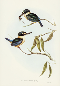 Sacred Halcyon Halcyon sanctus illustrated by Elizabeth Gould 1804–1841 for John Gould’s 1804-1881 Birds of Australia 