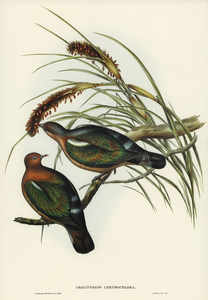 Swainson’s Graucalus Graucalus Swainsonii illustrated by Elizabeth Gould 1804–1841 for John Gould’s 1804-1881 Birds of Australia 