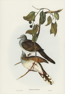 Barred-shouldered Ground Dove Geopelia humeralis illustrated by Elizabeth Gould 1804–1841 for John Gould’s 1804-1881 Birds of Australia 