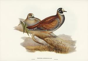 Harlequin Bronze-wing Peristera histrionica illustrated by Elizabeth Gould 1804–1841 for John Gould’s 1804-1881 Birds of Australia 