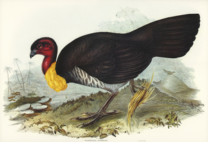Brush turkey Talegalla Lathamii illustrated by Elizabeth Gould 1804–1841 for John Gould’s 1804-1881 Birds of Australia 