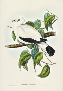 Torres Strait Fruit Pigeon Carpophaga luctuosa illustrated by Elizabeth Gould 1804–1841 for John Gould’s 1804-1881 Birds of Australia 
