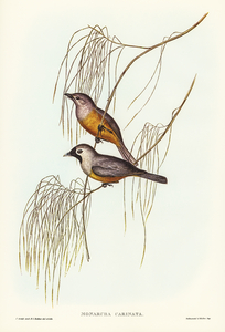 Carinated Flycatcher Monarcha carinata illustrated by Elizabeth Gould 1804–1841 for John Gould’s 1804-1881 Birds of Australia 