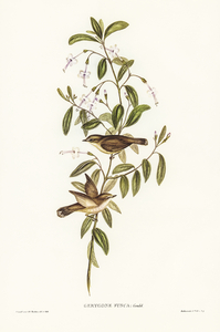 Fuscous Gerygone Gerygone fuscus illustrated by Elizabeth Gould 1804–1841 for John Gould’s 1804-1881 Birds of Australia 