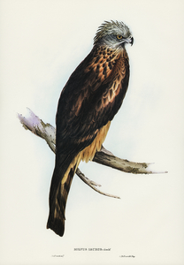 Square-tailed Kite Milvus insures illustrated by Elizabeth Gould 1804–1841 for John Gould’s 1804-1881 Birds of Australia 