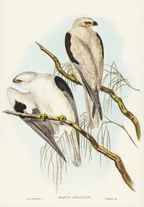 Square-tailed Kite Milvus insures illustrated by Elizabeth Gould 1804–1841 for John Gould’s 1804-1881 Birds of Australia 